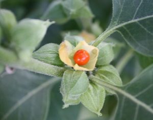 ashwagandha-plant-and-fruit