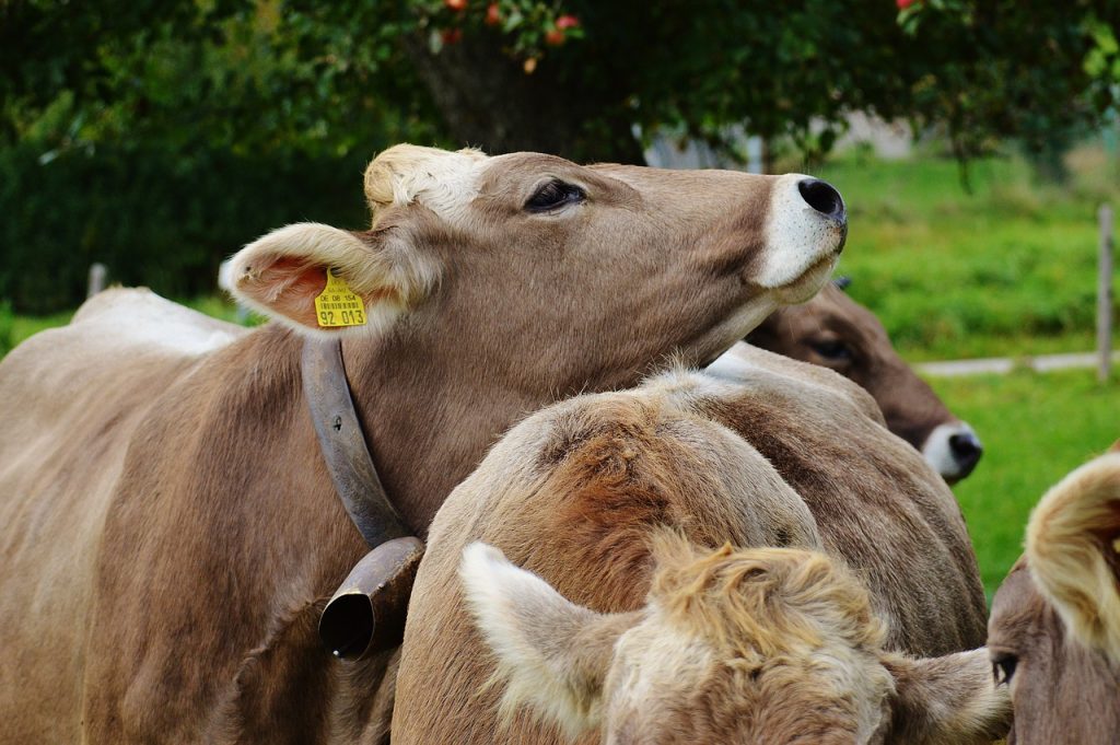 CLA is naturally produced in the gut of ruminant amimals such as lows.