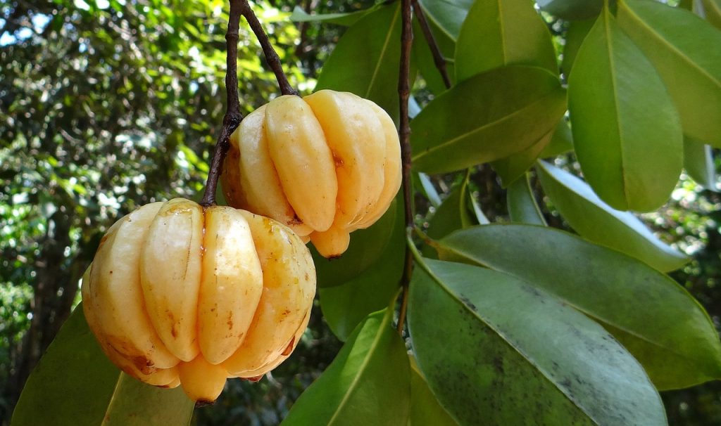 garcinia-cambogia