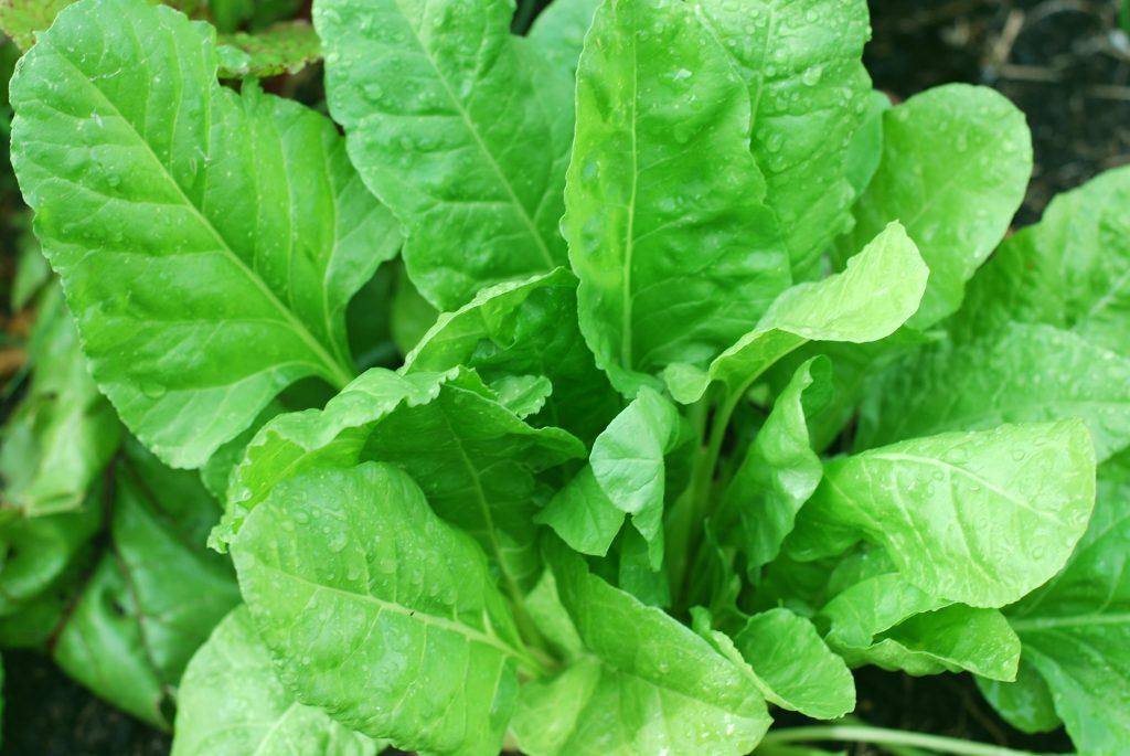healthy-spinach-plant