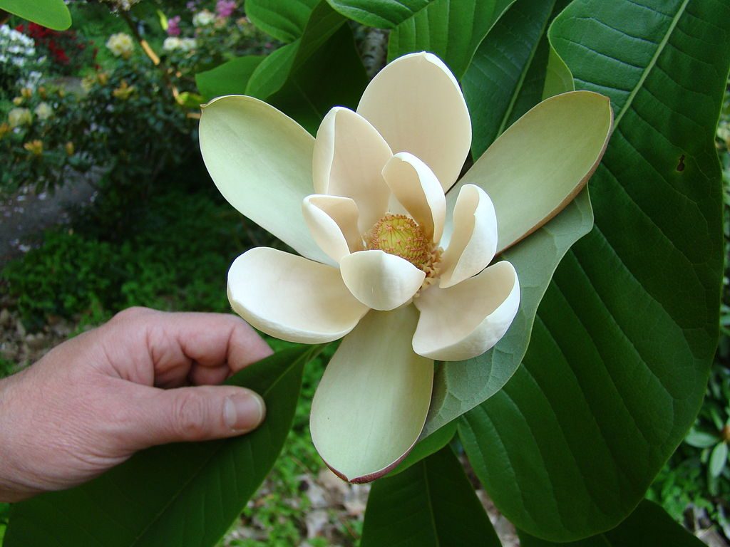 magnolia-flowers