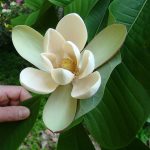 magnolia-flowers