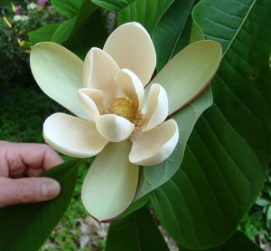 magnolia-flowers