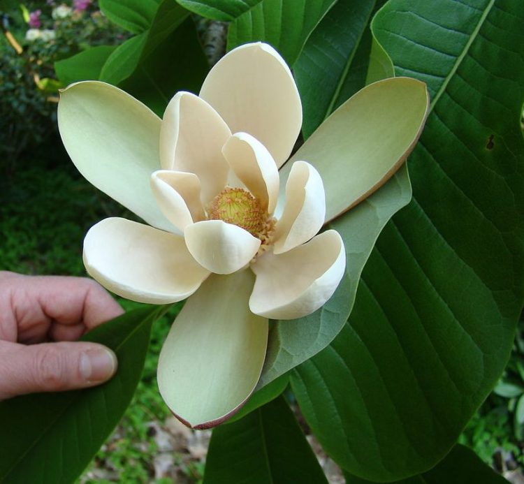 magnolia blooms medicinal uses