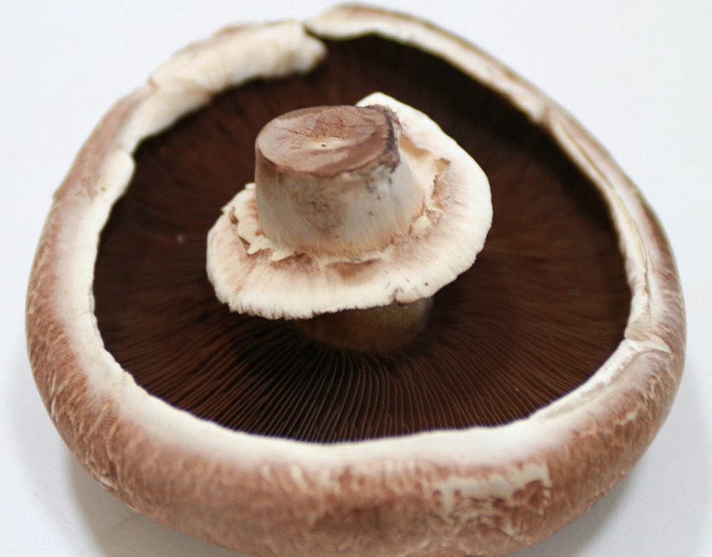 mature (Portobello) mushroom.