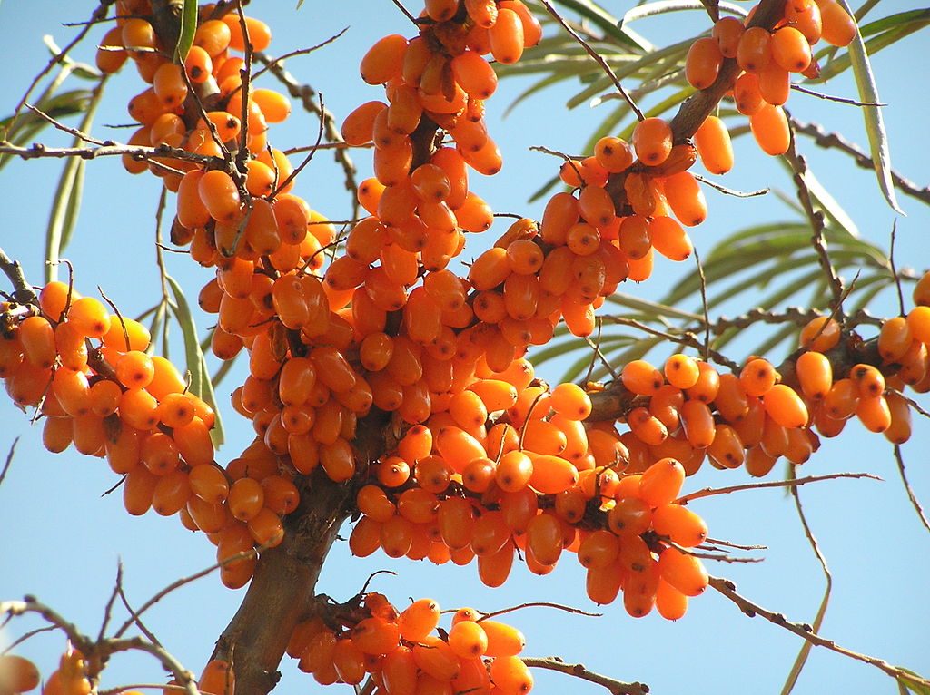 sea-buckthorn