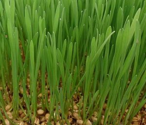 wheat-grass