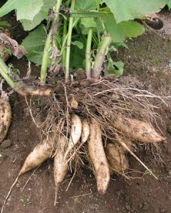 yacon-plant-tubers