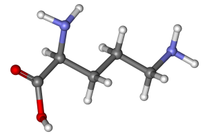 1024px-Ornithine_ball-and-stick