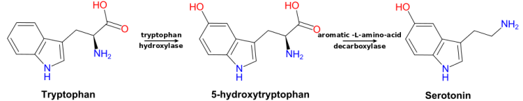 Tryptophan-5-HTP-Serotonin pathway. By RicHard-59 based on Trp-5ht-pathway.png by Likeitsmyjob (Own work) [CC BY-SA 3.0], via Wikimedia Commons