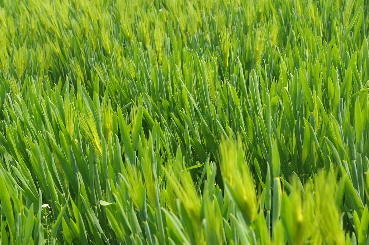 Barley Grass As Greens