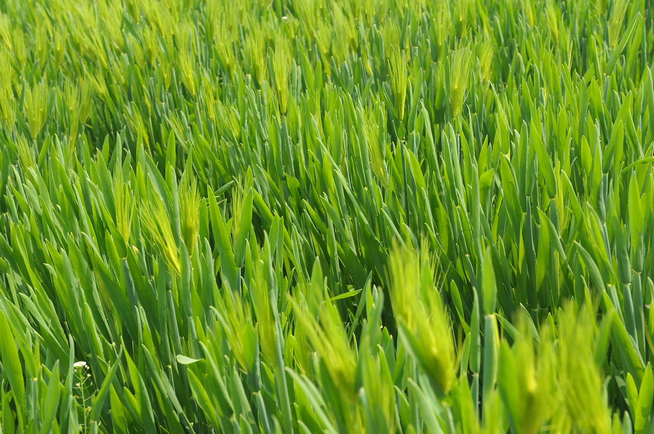 barley-grass-as-greens-supplements-in-review