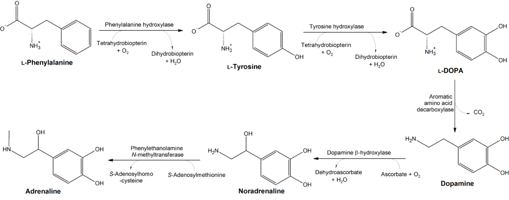 1024px-Conversion_of_phenylalanine_and_tyrosine_to_its_biologically_important_derivatives