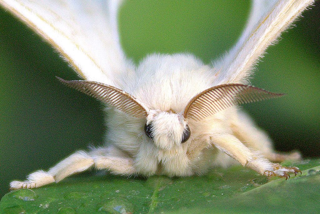 Bombyx mori moth