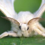 Bombyx mori moth