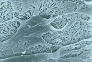 CSIRO_ScienceImage_293_Cells_Interacting_With_Collagen