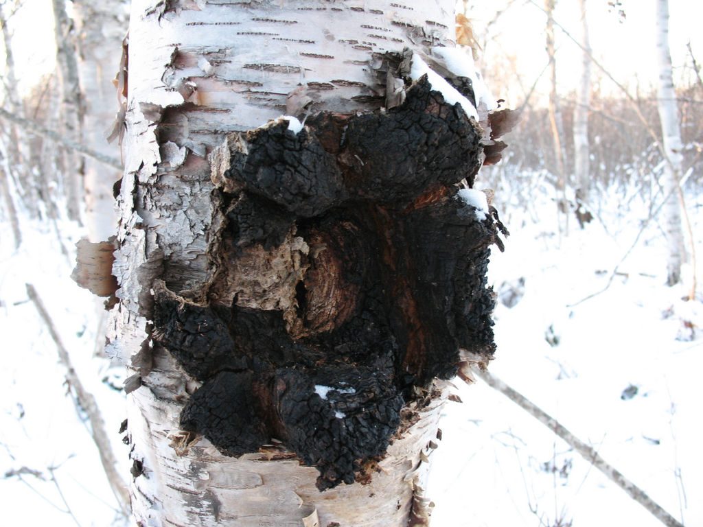 Chaga_(8237819883)