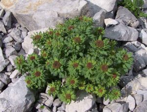 Rhodiola_rosea_a6