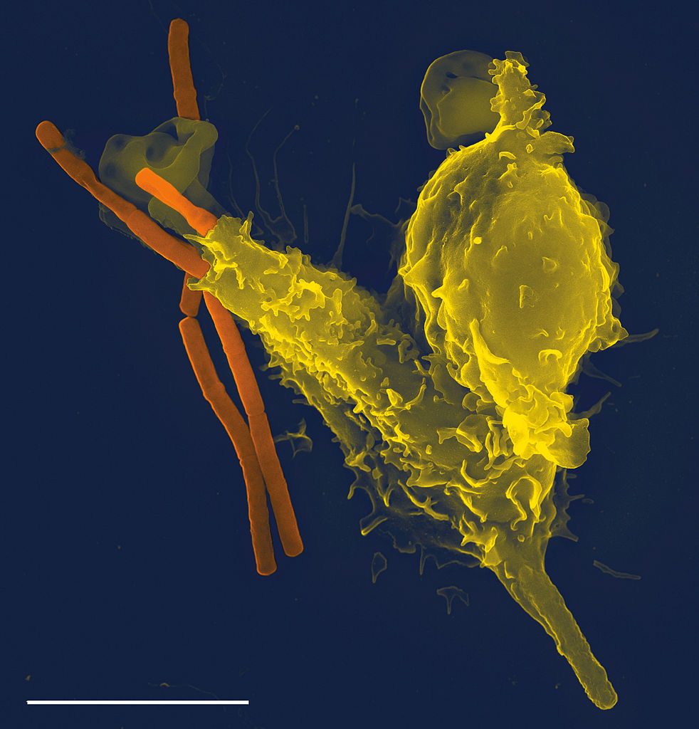 phagocytosis zinc deficiency