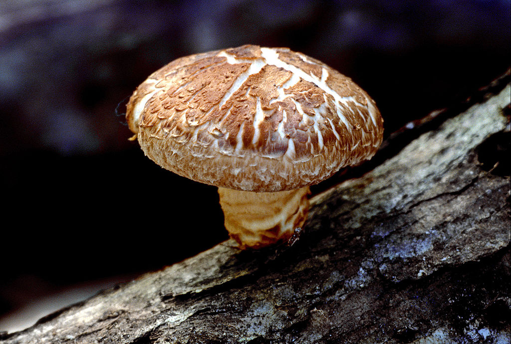 shiitake mushroom wild