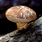shiitake mushroom wild