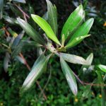 wild-olive-tree-leaves