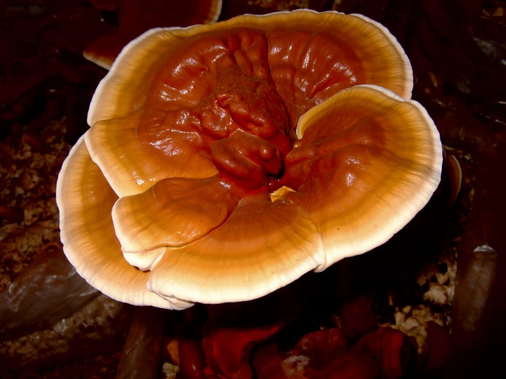 Reishi mushroom