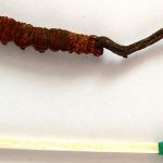 Cordyceps_sinensis caterpillar
