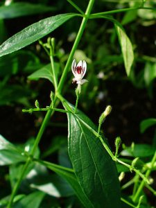 andrographis plant