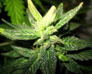 hemp cannabis CBD flowers