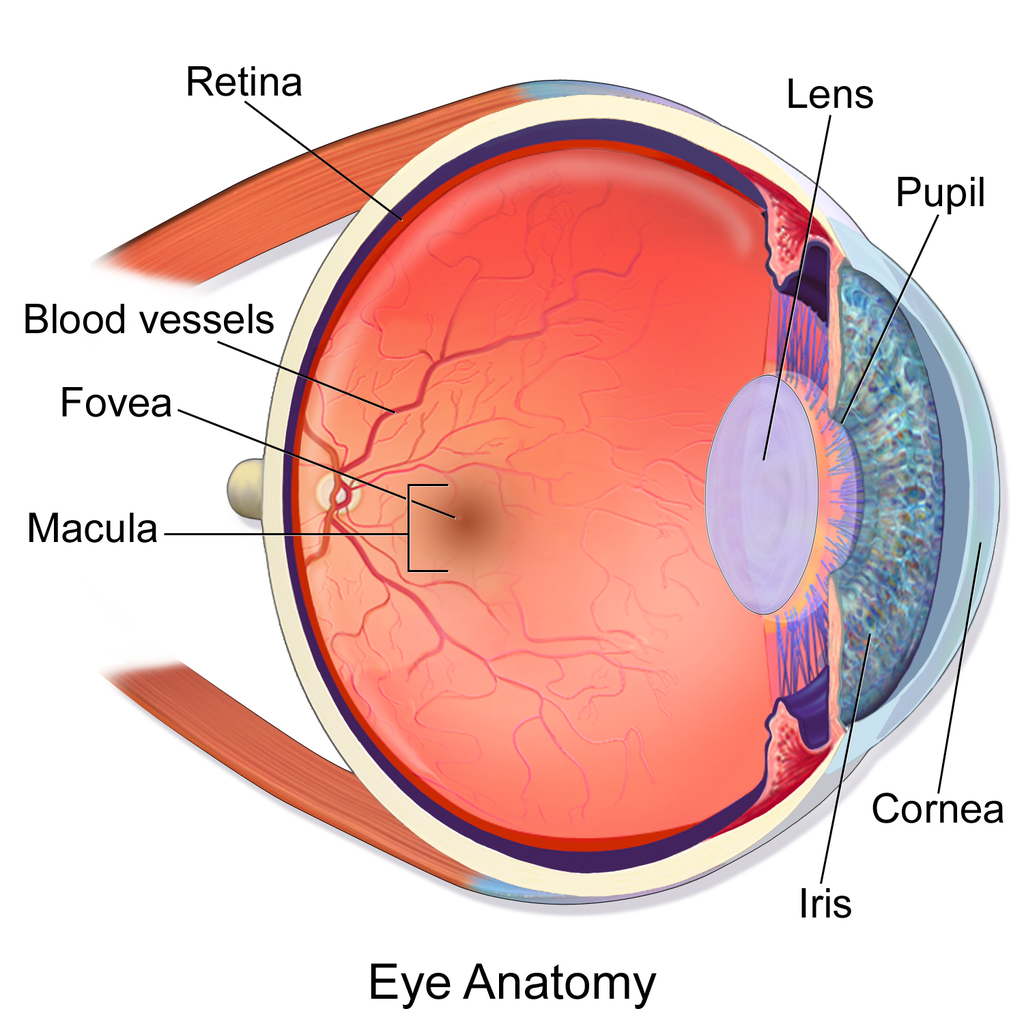 Vision Enhancer Guide - Supplements in Review