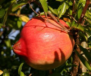 1024px-Pomegranate_fruit