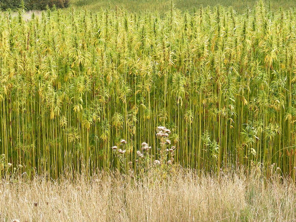 1024px-Hemp_Crop_in_Peasenhall_Road,_Walpole_-_geograph