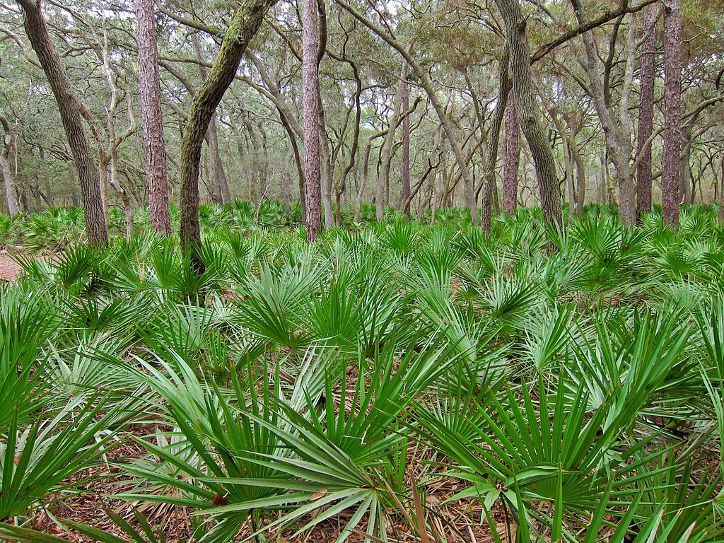 1024px-Saw_palmetto_(Serenoa_repens)_in_Manatee_Springs_State_Park