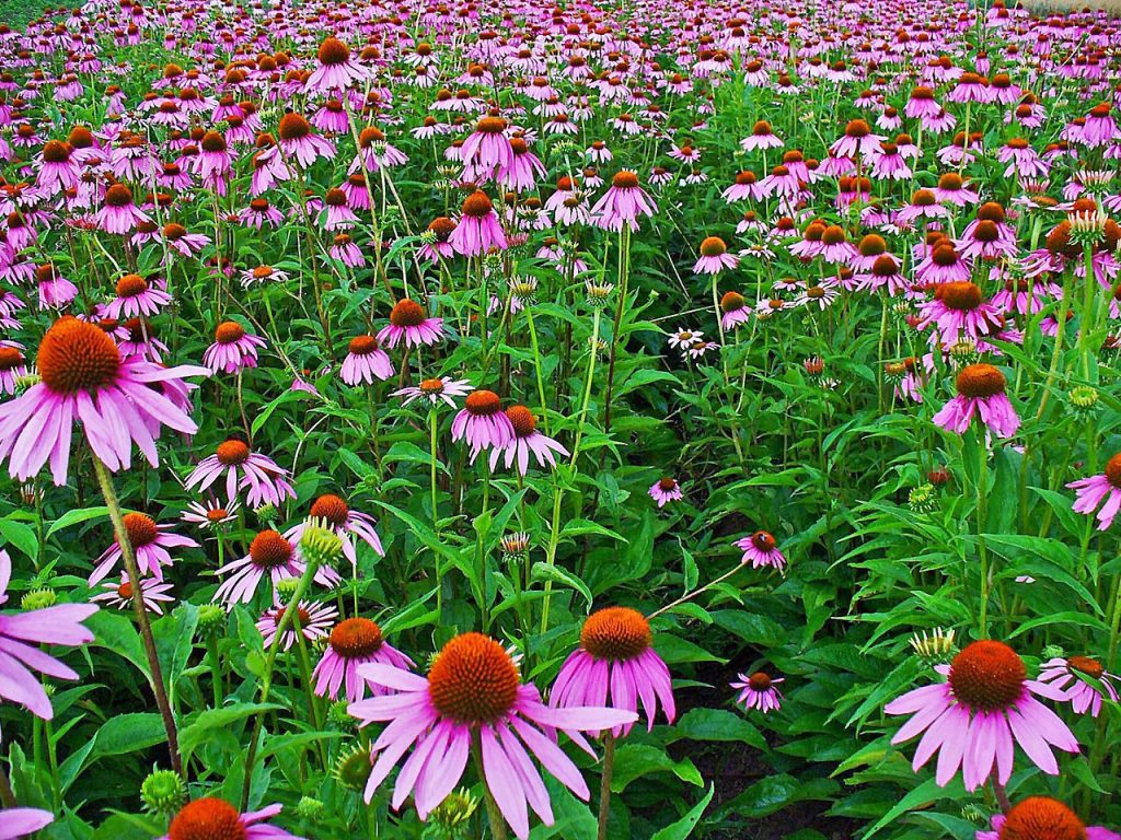 Echinacea_purpurea field