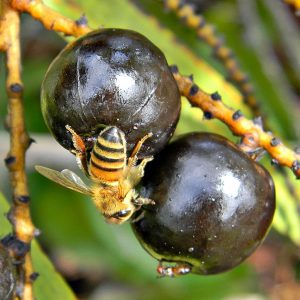 Honey_Bee_on_Saw_Palmetto_Fruit_(5022099855)