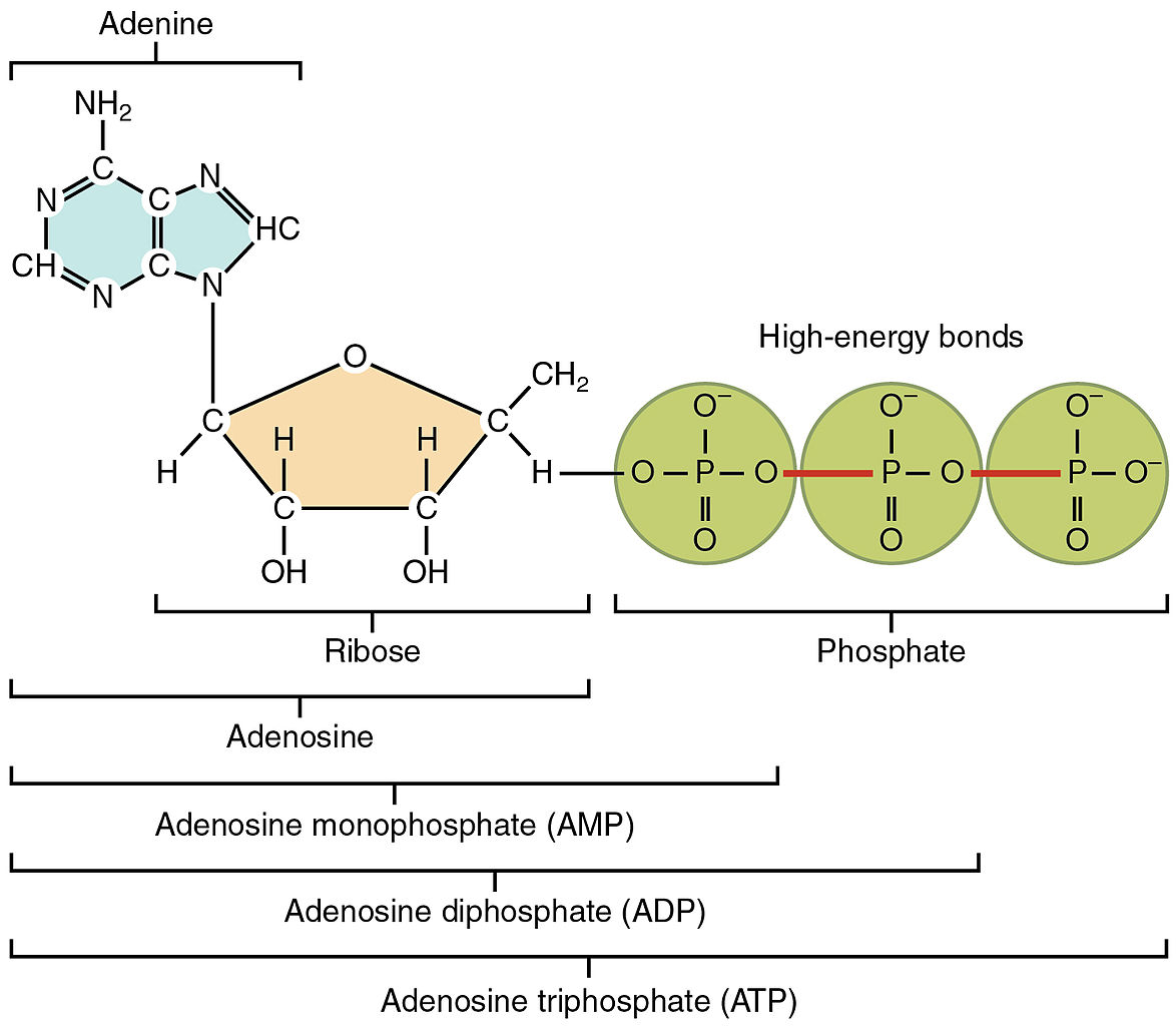 atp structure ribose