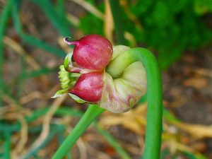 garlic bulb