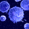 lymphocytes immune system