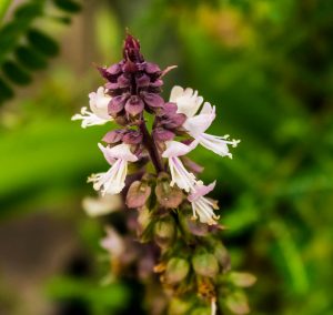 tulsi holy basil