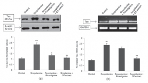 convolvulus nootropic attenuate pluricaulis brains