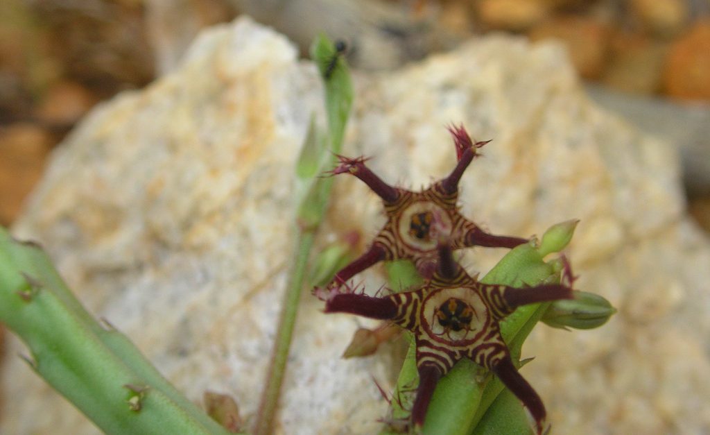 Caralluma Fimbriata