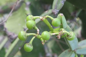 Cissus quadrangularis