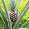 pineapple fruit plant bromelain