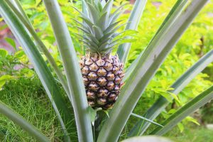 pineapple fruit plant bromelain