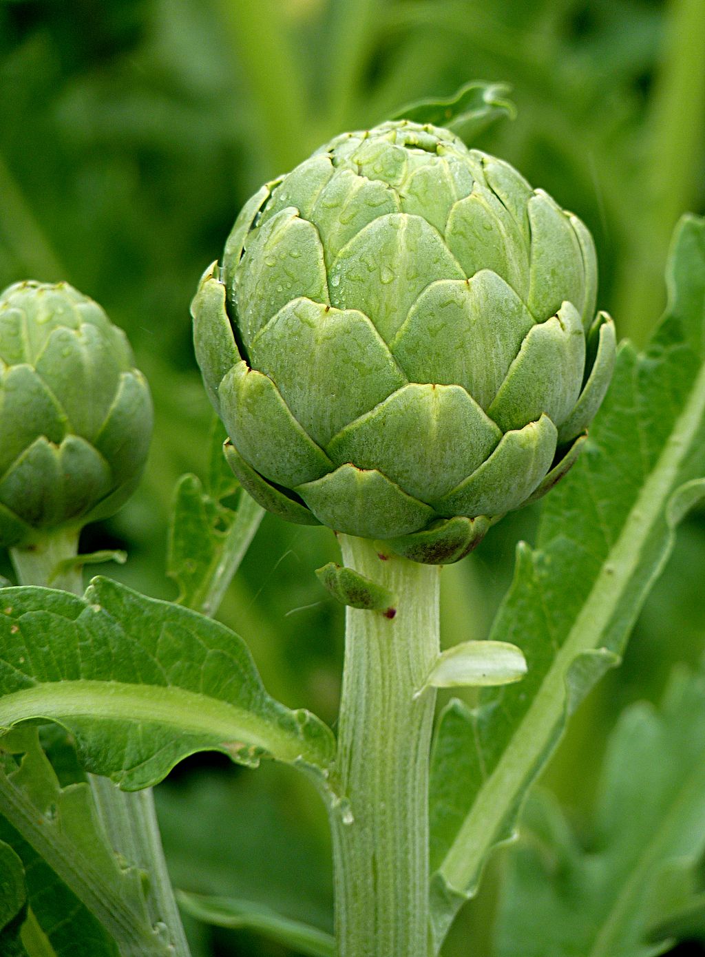 Artichoke As A Nootropic Supplements In Review
