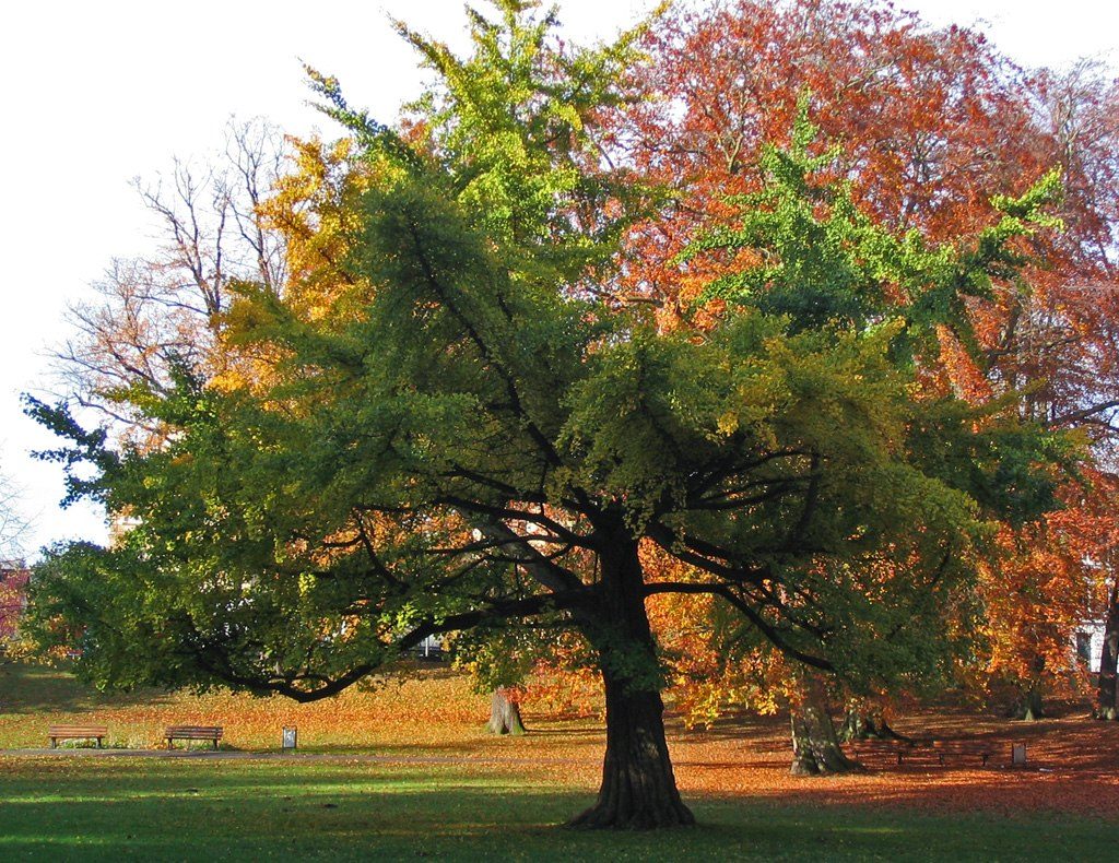 ginkgo biloba