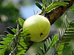 indian gooseberry amla