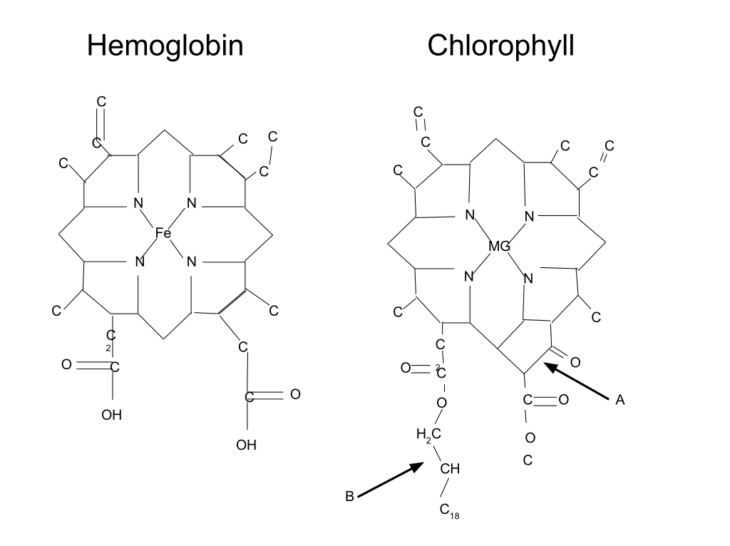 Hemoglobin-Chlorophyll