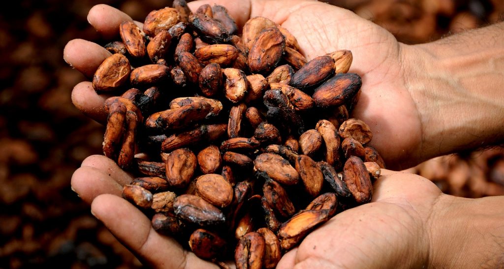 cocoa beans